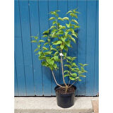 Bahar Çiçeği Leylak Fidanı (Syringa Chinensis) 40-50 cm 