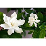 Gardenya Çiçeği Fidanı 10-30 cm