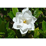 Gardenya Çiçeği Fidanı 10-30 cm
