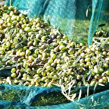 ZEYTİN TIRMIĞI + ZEYTİN DİLME APARATI + 4x6 ZEYTİN SERGENİ ZEYTİN TOPLAMA TARAĞI VE ZEYTİN ÇİZME ALETİ