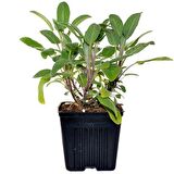Tüplü Adaçayı Fidanı 20-30 Cm