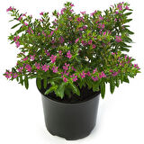 Kufeya (Cennet Çiçeği) Pembe 10-20 cm
