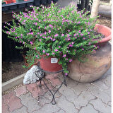 Kufeya (Cennet Çiçeği) Pembe 10-20 cm