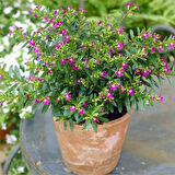 Kufeya (Cennet Çiçeği) Pembe 10-20 cm