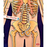 Tox İskelet Sistemi Keçe Duvar Panosu , Eğitici Oyuncak