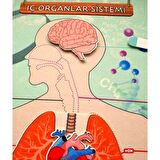 Tox Iç Organlar Sistemi Keçe Duvar Panosu , Eğitici Oyuncak