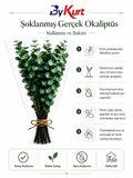 Şoklanmış Gerçek Okaliptüs Demeti Dekoratif Kuru Çiçek Vazo ve Ev Ofis Dekoru