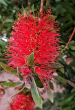 1-2 Yaş Arası Tüplü Fırça Çalısı (Callistemon) Fidanı - Göz Alıcı Kırmızı Çiçekler