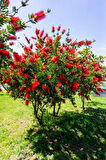 1-2 Yaş Arası Tüplü Fırça Çalısı (Callistemon) Fidanı - Göz Alıcı Kırmızı Çiçekler