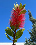 1-2 Yaş Arası Tüplü Fırça Çalısı (Callistemon) Fidanı - Göz Alıcı Kırmızı Çiçekler