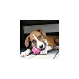 Kong Puppy Activity Çok Amaçlı Yavru Köpek Oyuncağı