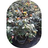 Sarı Yediveren Gül Fidanı 10-30 Cm