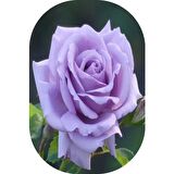 Lila Gül Fidanı Kokulu Yediveren 10-30 Cm