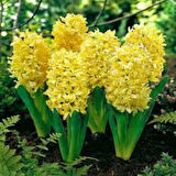 Sarı Renkli Sümbül Soğanı "Gipsy Princess" 5 Adet