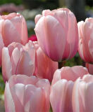Pembe Lale Soğanı " Van Eijk" 5 Adet