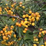 1-2 Yaş Arası Tüplü Söğüt Yapraklı Dağ Muşmulası (Amelanchier alnifolia) Fidanı - Zarif Yapraklar ve Lezzetli Meyveler