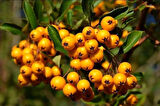 1-2 Yaş Arası Tüplü Söğüt Yapraklı Dağ Muşmulası (Amelanchier alnifolia) Fidanı - Zarif Yapraklar ve Lezzetli Meyveler