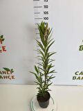 Zakkum Çiçeği Fidanı 30-50 Cm 1 Adet Nerium Oleander