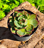 Echeveria Casio Koreli Tür