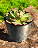 Echeveria Casio Koreli Tür