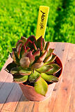 Echeveria Mousse Koreli İthal Tür