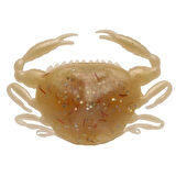 Berkley Gulp Peeler Crab LRF Silikon Yengeç Amber Glow-5 CM