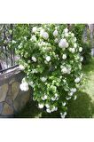 Kartopu Çiçeği Fidanı 25-45 Cm Viburnum