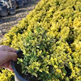 10 AdetAltuni Çıtır Taflan Saksıda, 10-15 cm. Çok Dallı