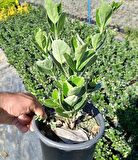10 Adet Gümüş Taflan, saksıda, Euonymus japonicus Silver King