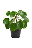 Çin Para Ağacı Pilea Peperomioides 