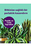 Petroturk Yaprak Parıltısı Kullanıma Hazır – Parlak Ve Sağlıklı Yapraklar Için Yaprak Parlatıcı 250Ml