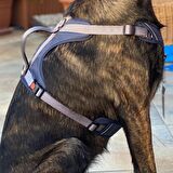 CecePet Cool Walk Premium Köpek Göğüs Tasması