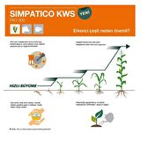 70 Günlük Silaj Mısır Tohumu-Simpatico-KWS-En Erkenci Mısır