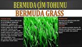 Bermuda Çimi (Ayrık Otu)Tohumu 1 kg
