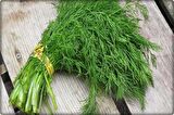 Arzuman Dereotu Tohumu (25 Gr)