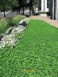 Fare Kulağı Tohumu-Dichondra Repens-500 gr