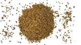Ispanak Tohumu 1 Kg (Yerli) Kuzukulağı Çeşidi