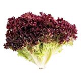 Kırmızı Marul Tohumu (Kırmızı Kıvırcık) 5 gr