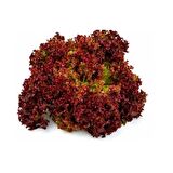 Kırmızı Marul Tohumu (Kırmızı Kıvırcık) 5 gr