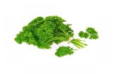Kıvırcık Maydanoz (Frenk Maydanoz) 10 Gr