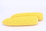 Tatlı Mısır Tohumu (25 Gr) Hibrit Şeker Mısır