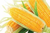 Tatlı Mısır Tohumu (25 Gr) Hibrit Şeker Mısır