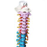 Omurga Maketi 85 cm Model 19
