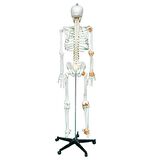 Tam İskelet Maketi 170 cm Model 11