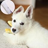 BUFFER® Parlak Metal Köpek Tarağı Renkli  Pet Köpek Pire Tımar Tarağı Köpek Tüyü Tarama