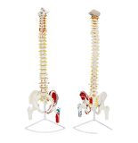 Femur Eklemli Omurga İskeleti 85 Cm (Yarım Kas, Omurlik Sinir Modeli) Model 11