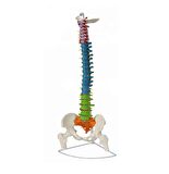 Renkli Femur Eklemli Omurga İskeleti 85 Cm (Omurilik Ve Sinir Modeli) Model 12