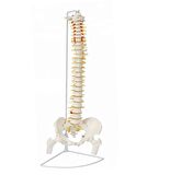  Femur Eklemli Omurga İskeleti 85 Cm (Omurilik Ve Sinir Modeli) Model 14