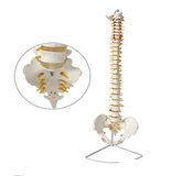 Omurga İskeleti 85 Cm (Omurilik Ve Sinir Modeli) Model 15