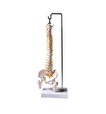 Tam Boy Femur Eklemli Esnek Omurga İskeleti  45 cm model 37